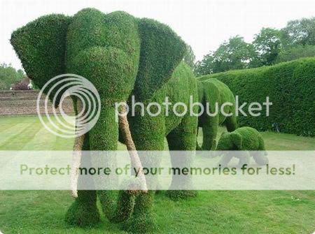 elephants_zpsa2bc57a4.jpg