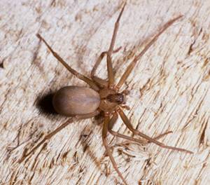 Spider1-vi.jpg