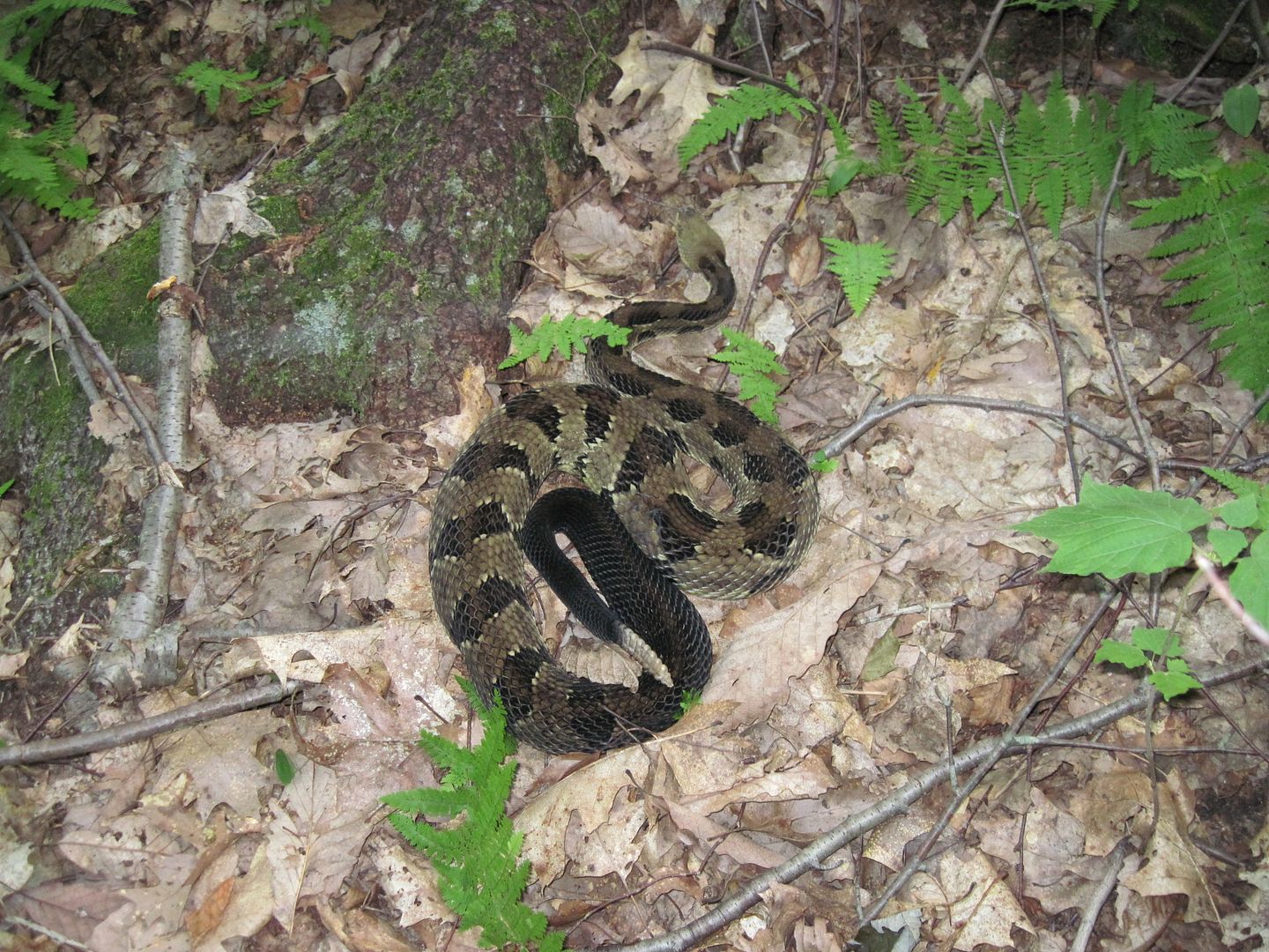 IMG_6856.jpg