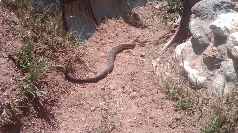 rattlesnake-1.jpg