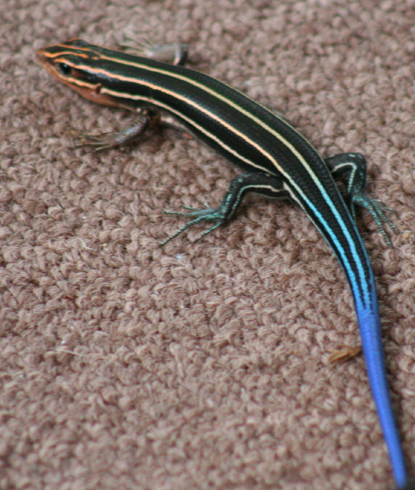Blue_Tailed_Skink.jpg