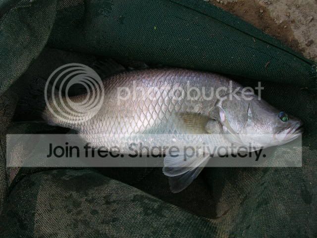Barramundi.jpg