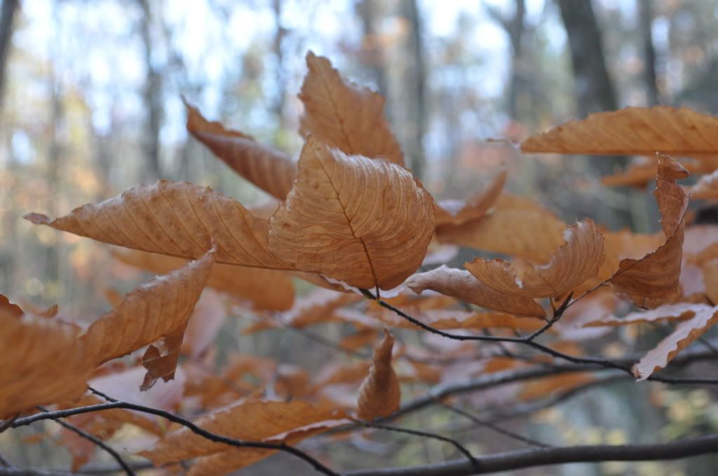 DSC_4843.jpg