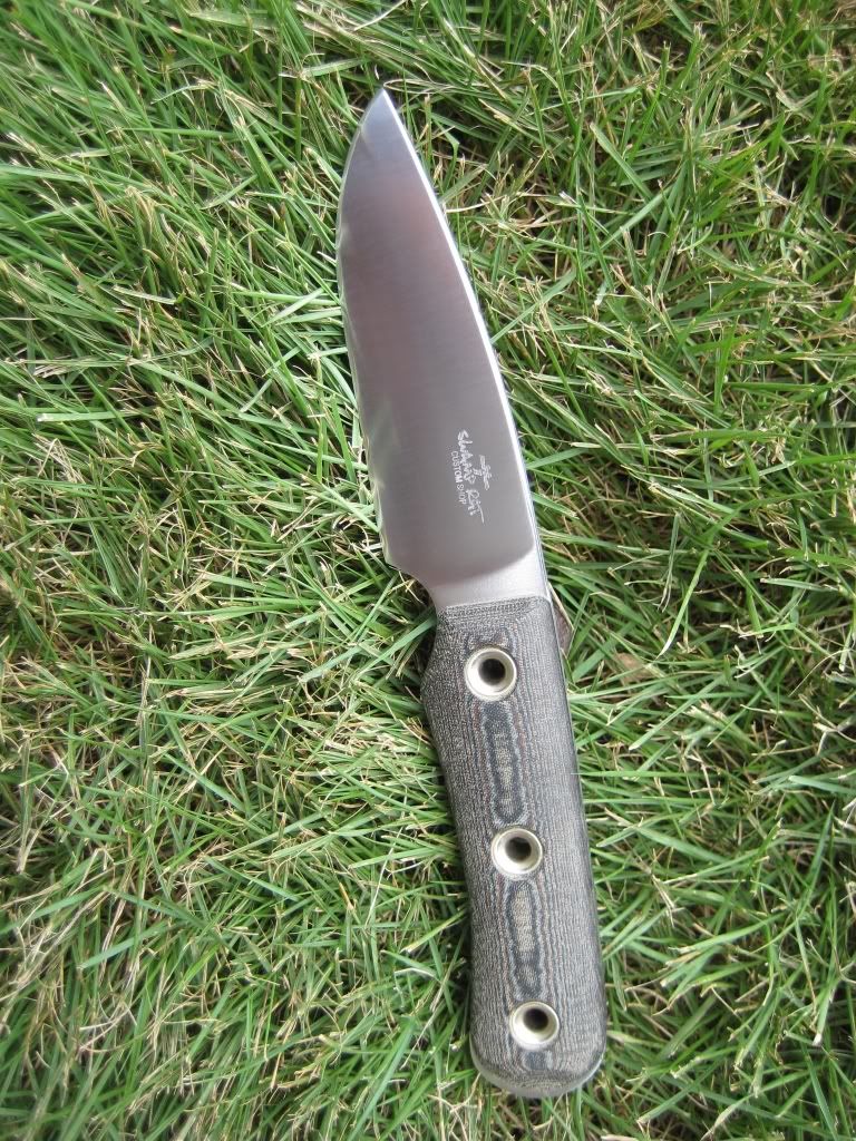 SwampRat-Vexillariusingrass1a-1.jpg