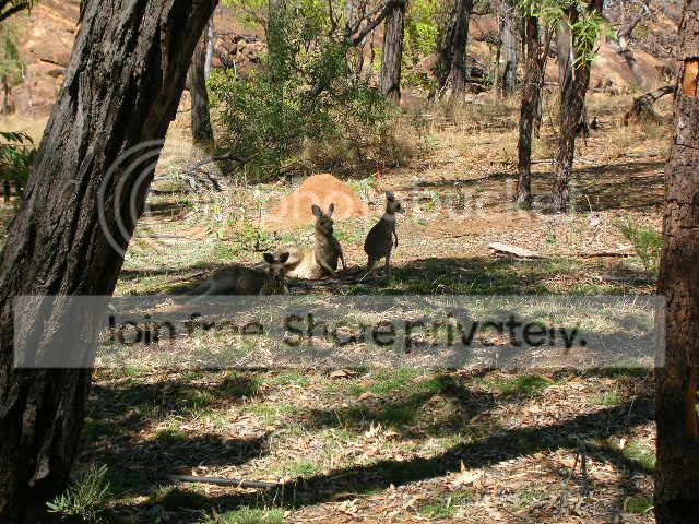 Kangaroos.jpg