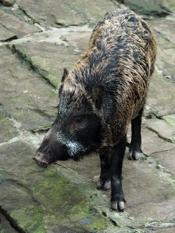 SUSSCROFA.jpg