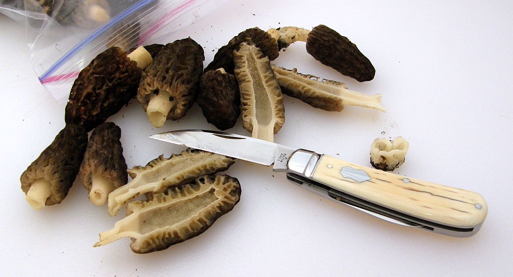 bose-n-shrooms.jpg