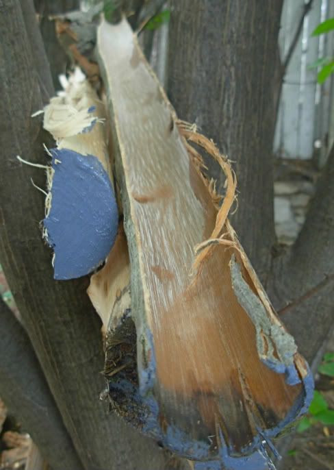 DSCN9564.jpg