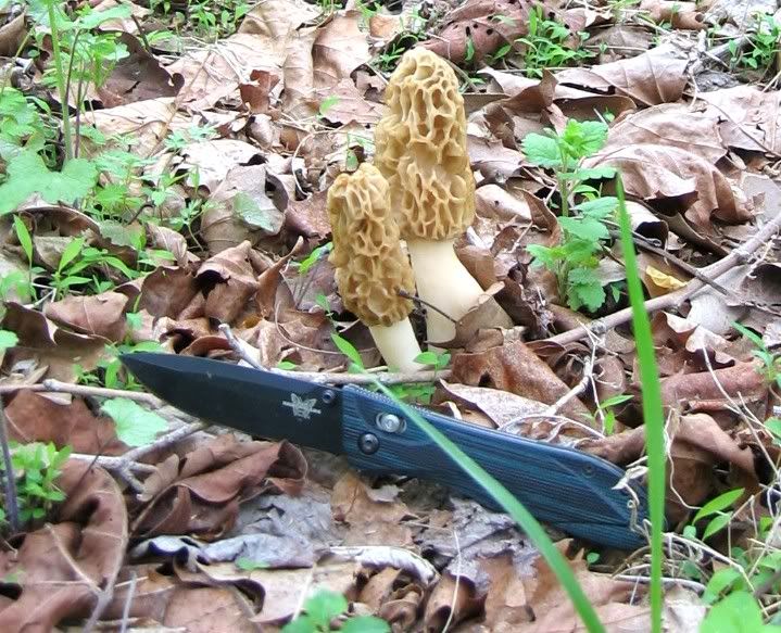 Morel2005may2Aresmorels.jpg