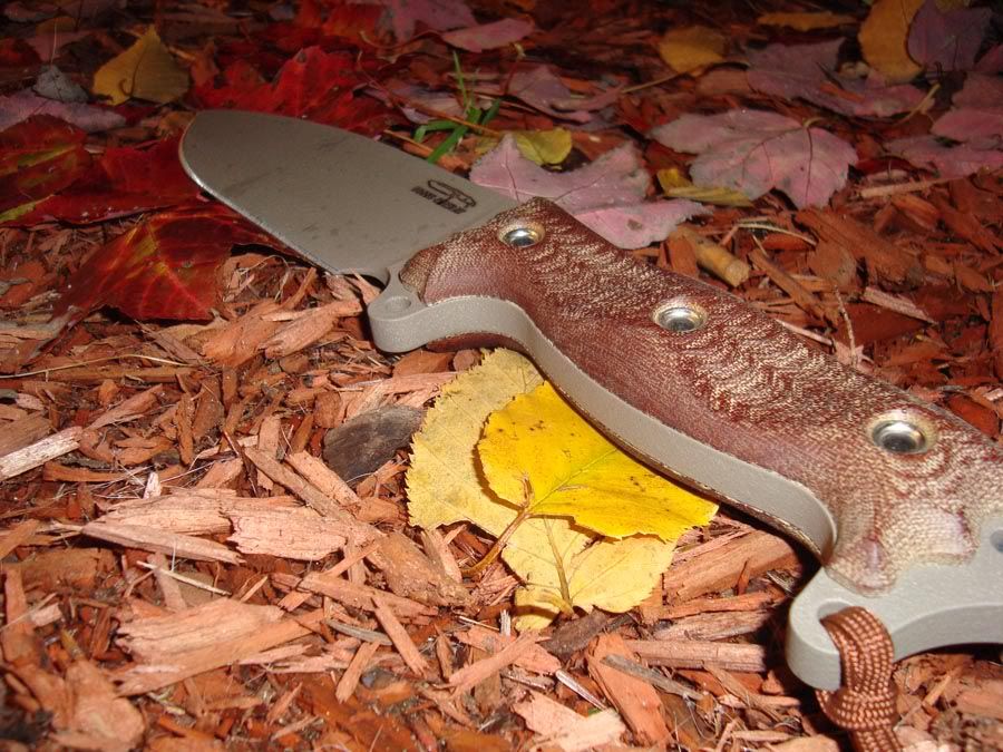 busse1.jpg
