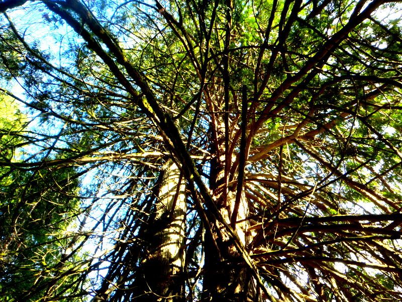 FrancisKingFall2012009-2.jpg
