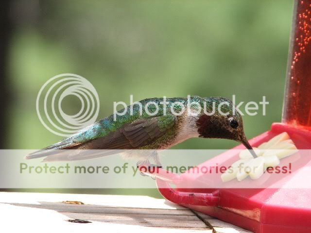 p.jpg