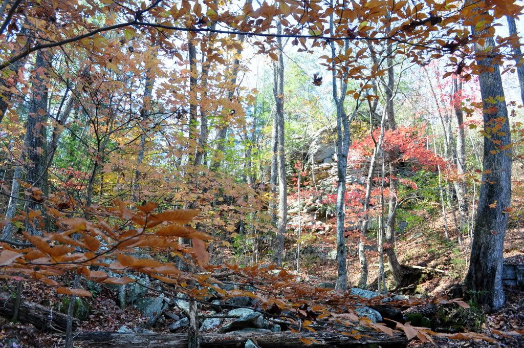 DSC_4847.jpg
