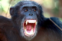 PT-AM659_APES2_D_20091002160236.jpg