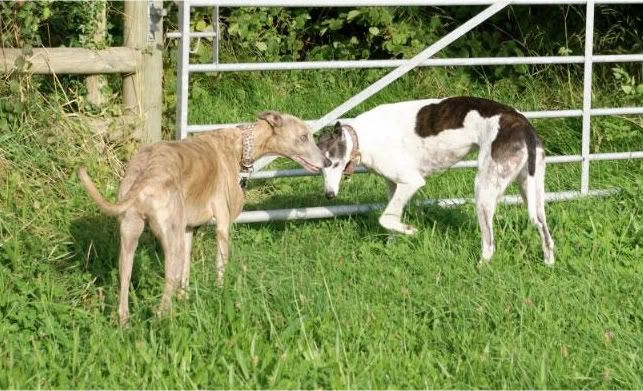 DogDay007_DCE_compressed-1.jpg