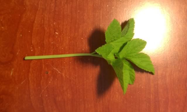 IMAG0020.jpg