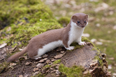Least-Weasel-Images.jpg