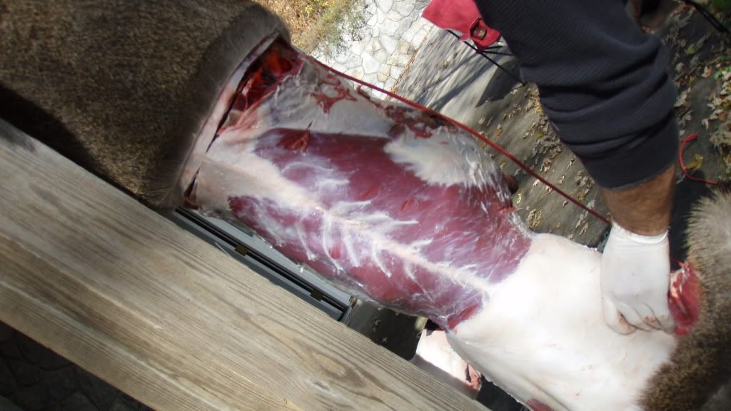 deer2010037.jpg