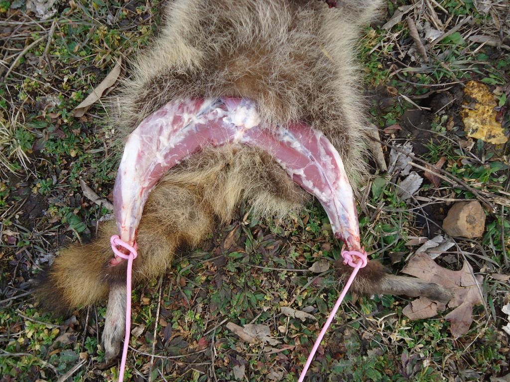 Trapping46.jpg