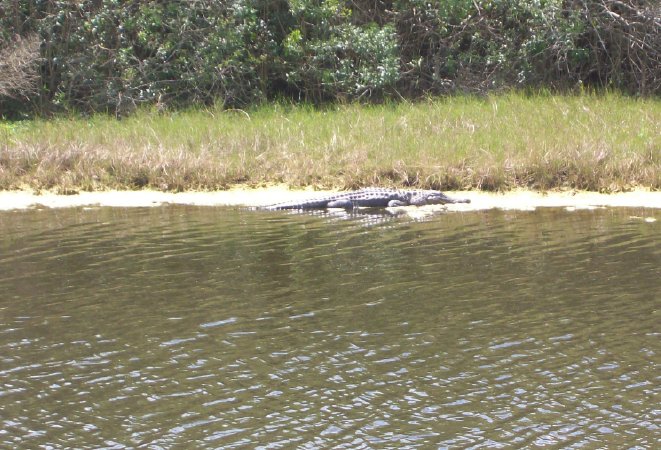 gator1.jpg