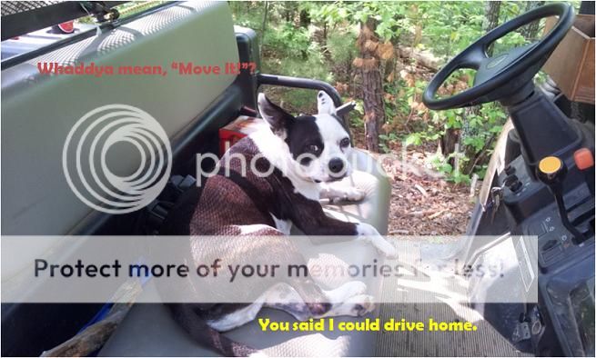 Driving_Dog.jpg