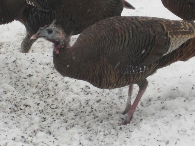 turkeyscloseups001.jpg