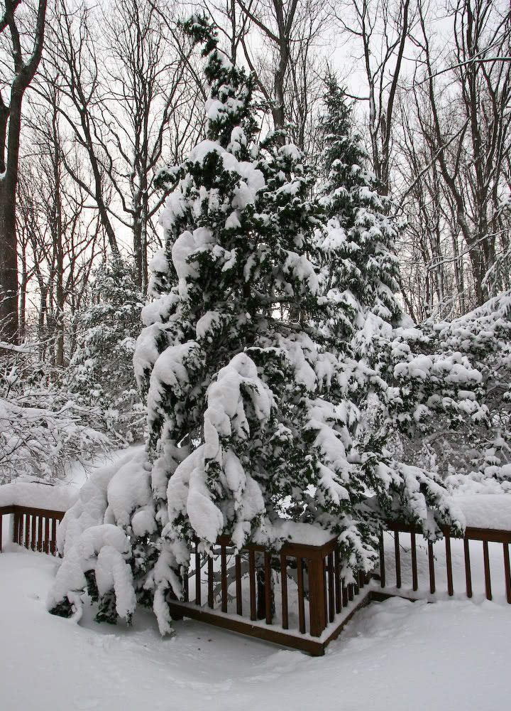 Snowstorm_1-27-11e.jpg