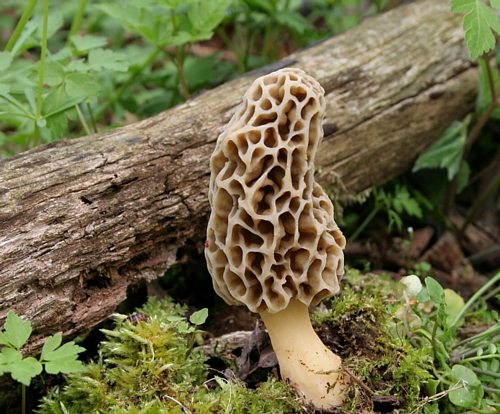 mushroom_30242.jpg