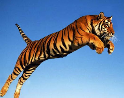 jumping_tiger.jpg