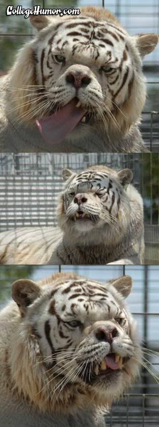 inbredliger.jpg