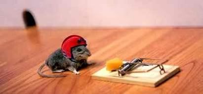 readyrat.jpg