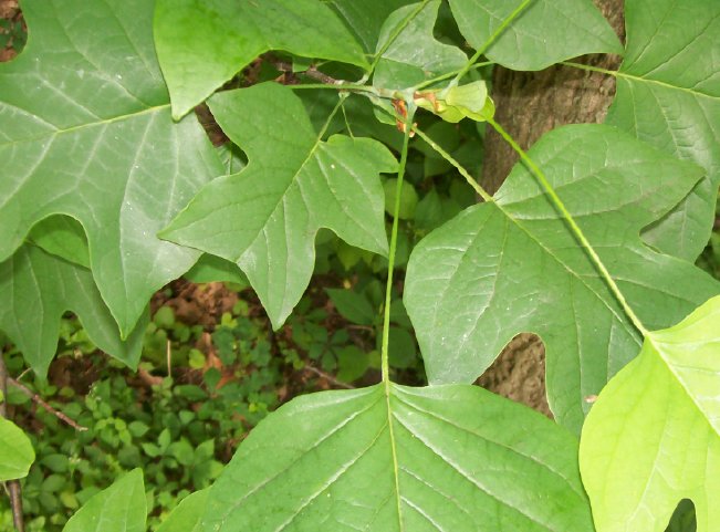 plant9.jpg