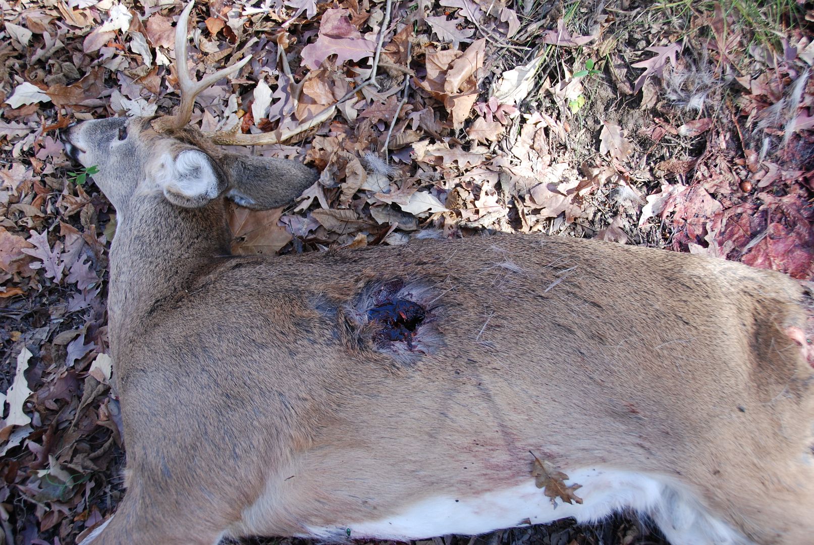 Archery2010001.jpg