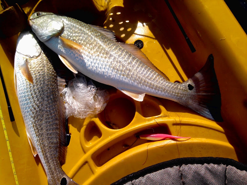 redfish_heart.jpg