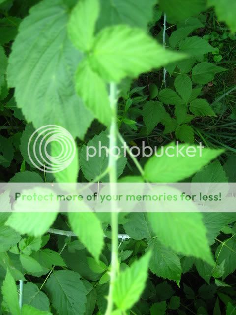 plants021.jpg