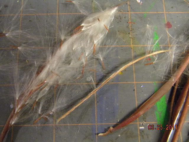 DSCN3497.jpg
