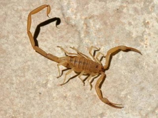 bark-scorpion.jpg