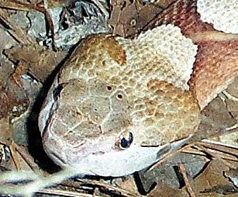 asouthern-sc-copperhead.jpg