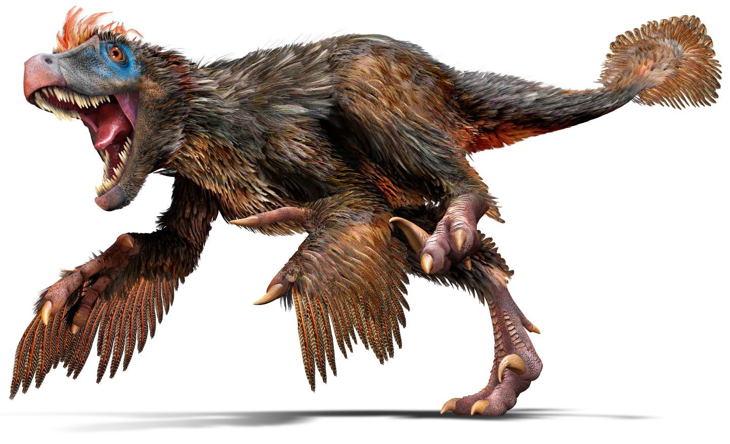 Velocihuahua.jpg