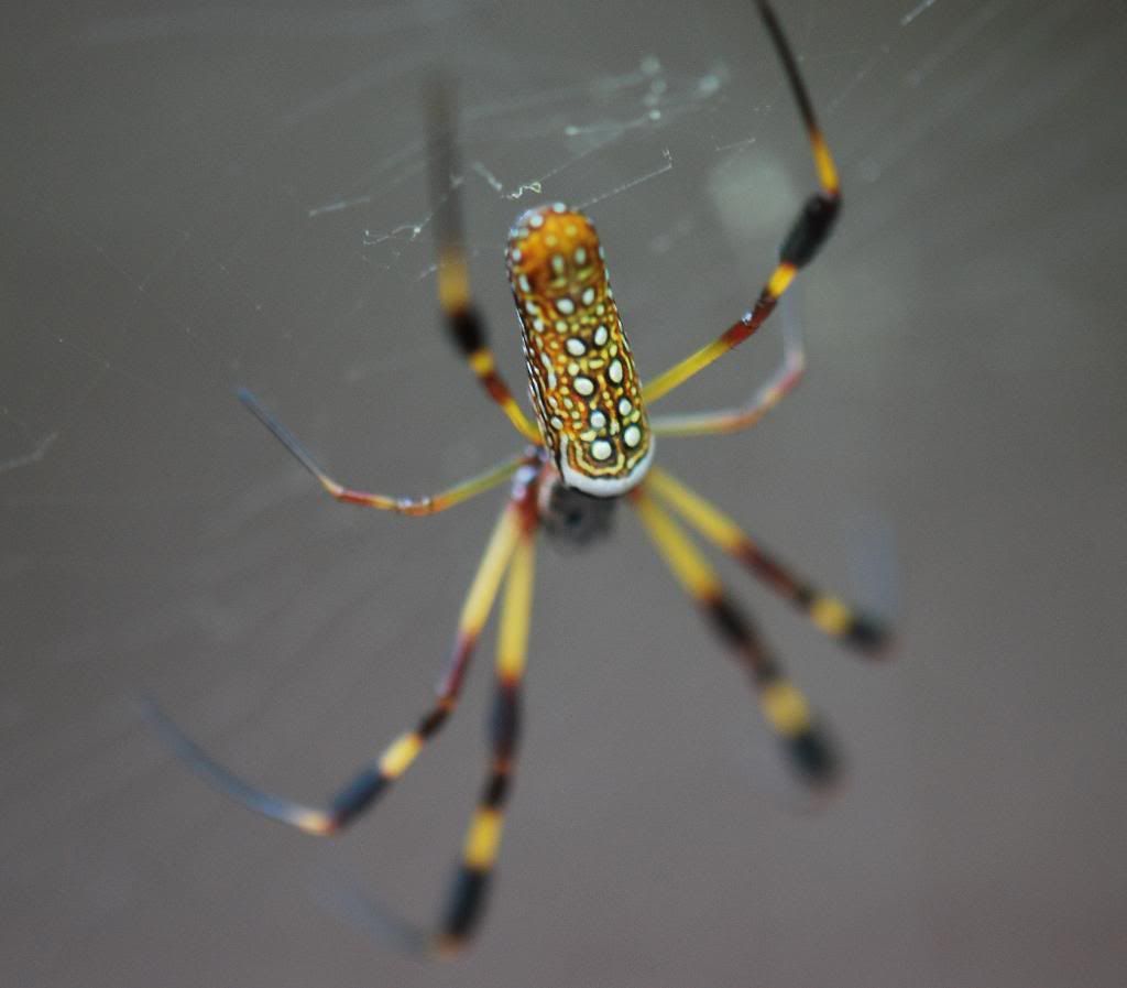DSC_0045.jpg