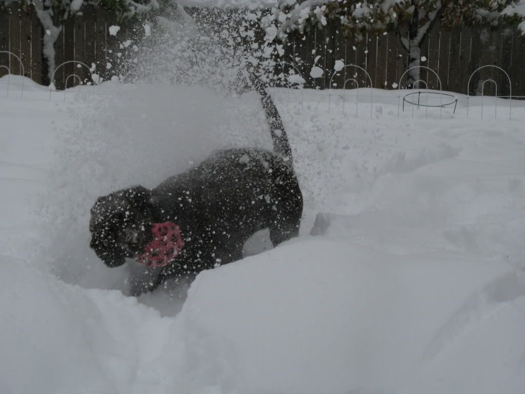 Snow2.jpg
