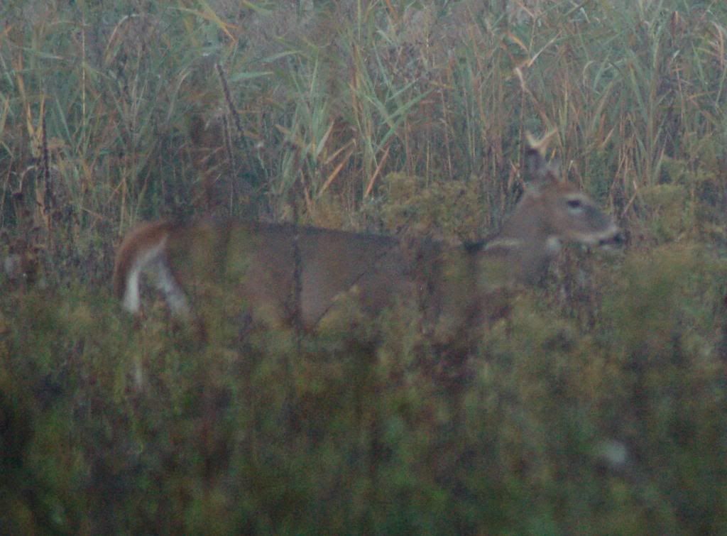 DSC_0040-6.jpg