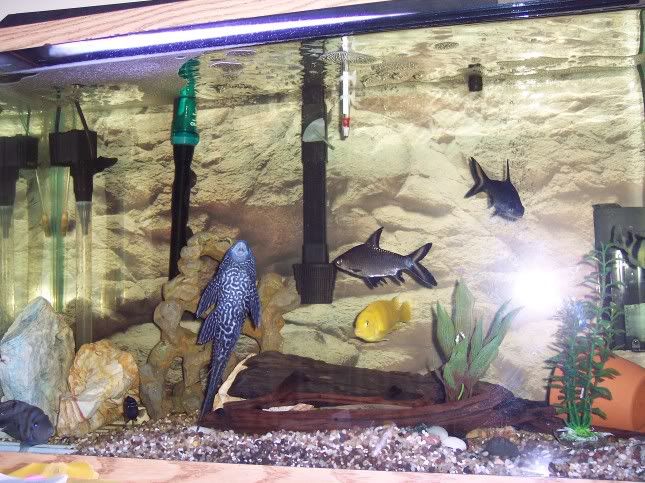 fish004.jpg