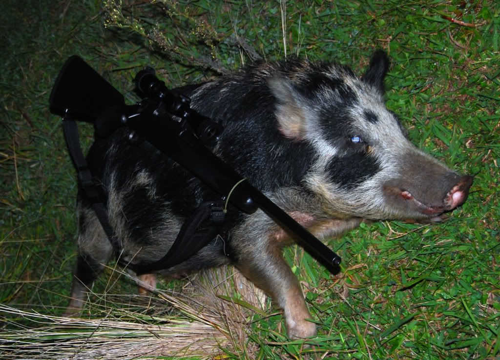 AprilHog1.jpg