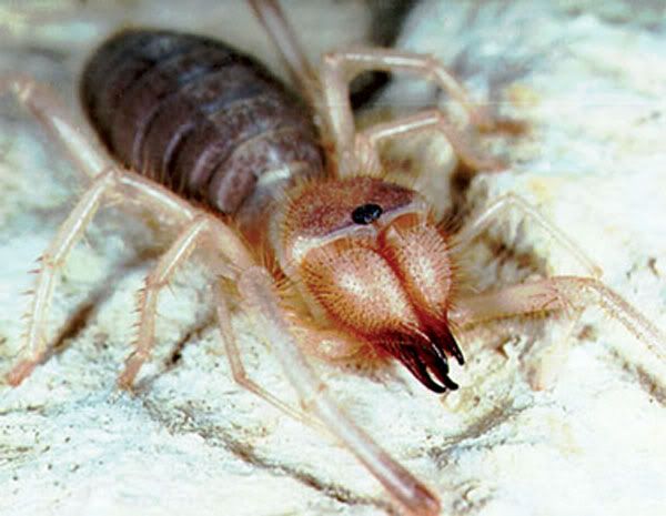 camelspider01-2.jpg