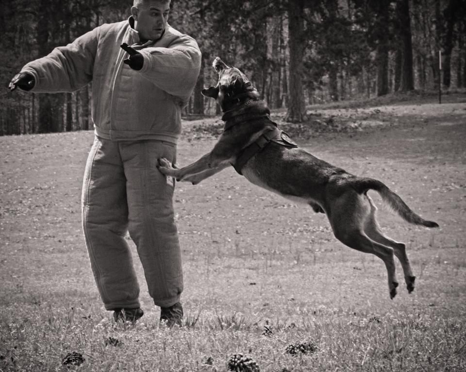 k9_Remi_april2013.jpg