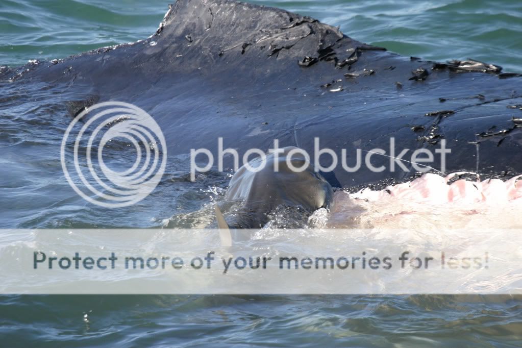 Whale8.jpg