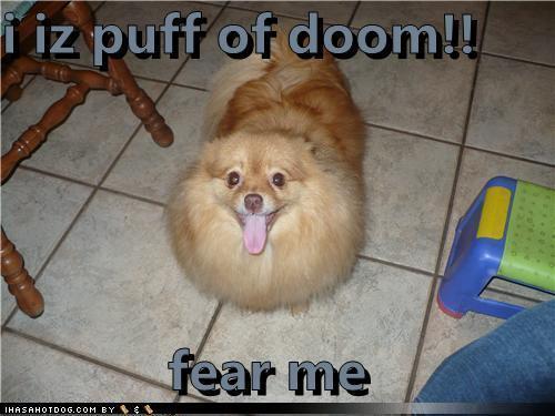 Funny-Dog-Pics-teddybear64-16714984-500-375.jpg