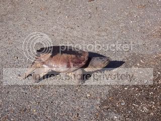 snapturtle006.jpg