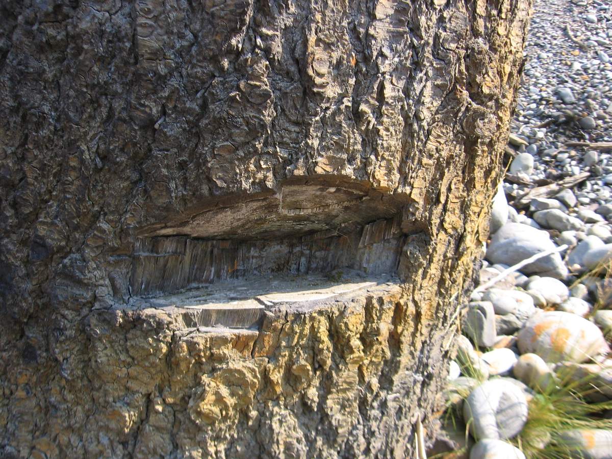 springboard%20notch 3.jpg